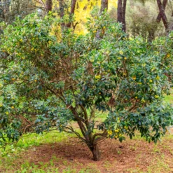 Erdbeerbaum - Blüten und Früchte zugleich