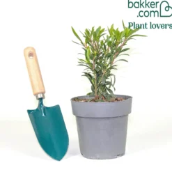 Erdbeerbaum - Blüten und Früchte zugleich