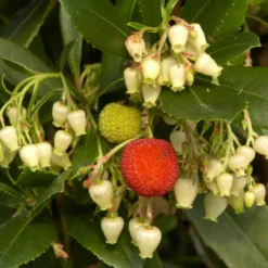 Erdbeerbaum - Blüten und Früchte zugleich