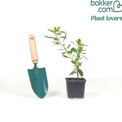 Erdbeerbaum ‘Compacta’ - Blüten und Früchte zugleich