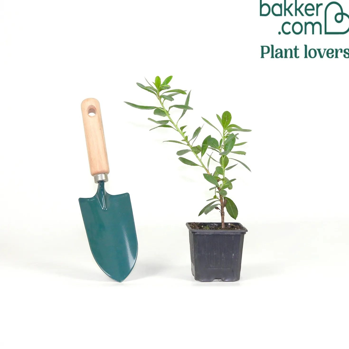 Erdbeerbaum ‘Compacta’ - Blüten und Früchte zugleich