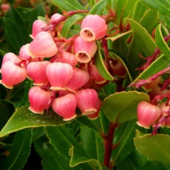 Erdbeerbaum ‘Compacta’ - Blüten und Früchte zugleich