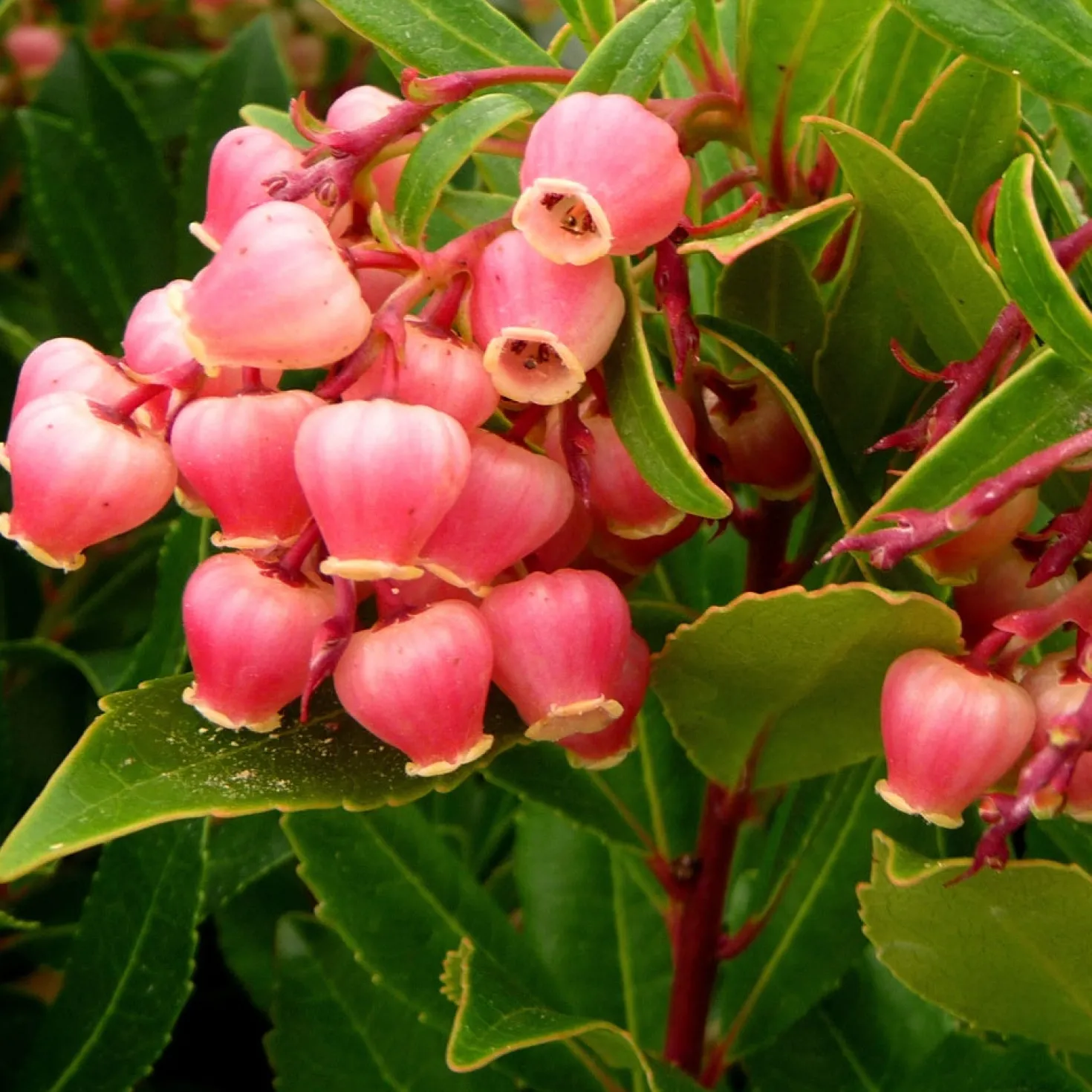 Erdbeerbaum ‘Compacta’ - Blüten und Früchte zugleich
