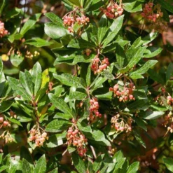 Erdbeerbaum Rubra - Blüten und Früchte zugleich