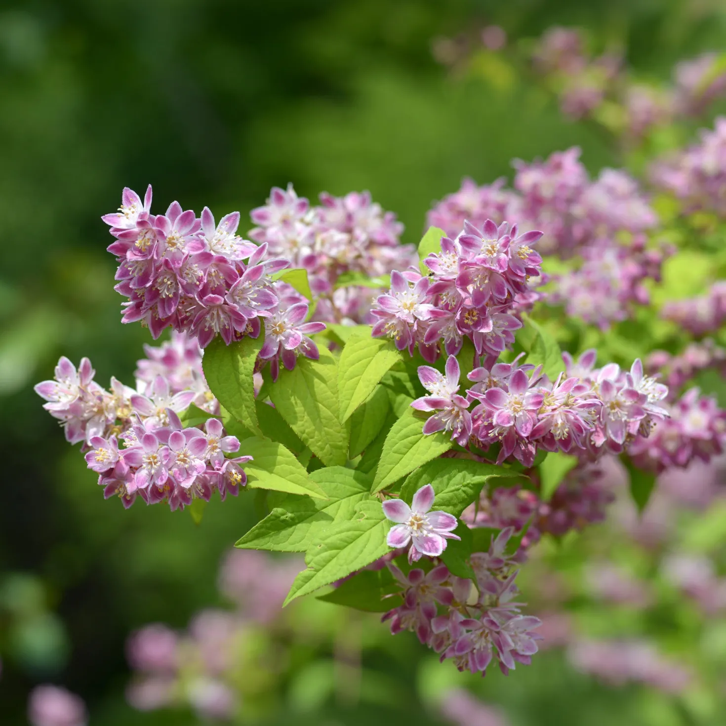 Erdbeerduft-Deutzie - Rosa Blütenzauber im Garten