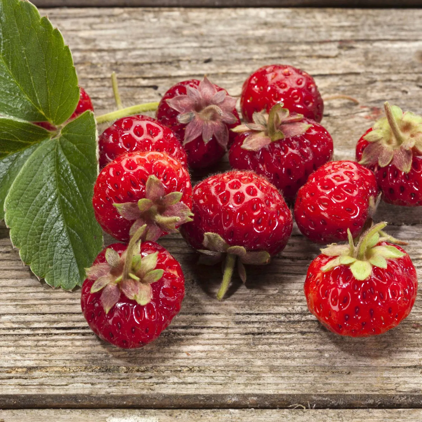 Erdbeere Framberry ® (x2) - Erdbeere trifft Himbeere