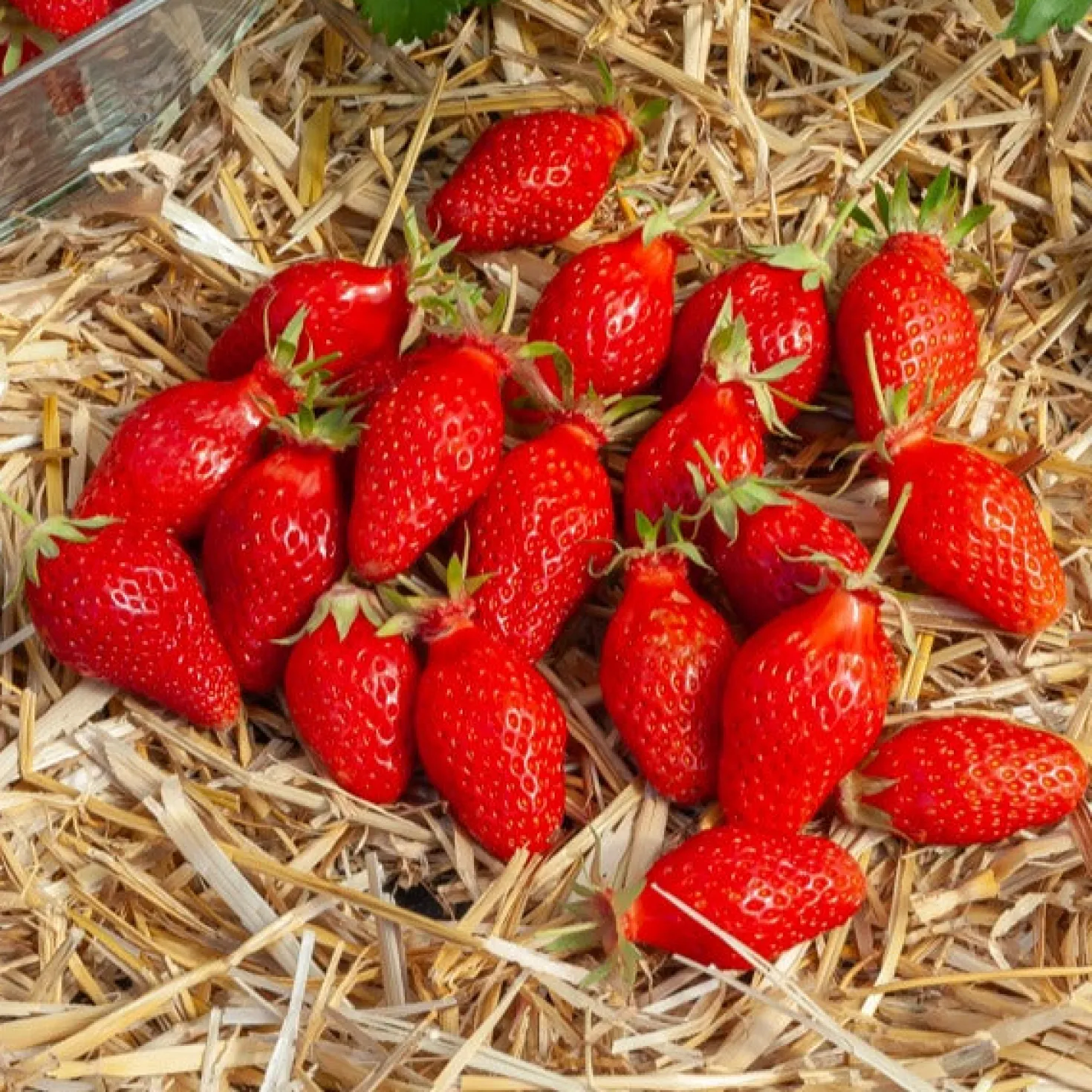 Erdbeere ‘Gariguette’ - Süße Ernte, ganz einfach