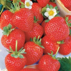 Erdbeere ‘La Savoureuse de Willemse®’ (x20) - Ernte den ganzen Sommer