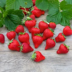 Erdbeere Magnum ® COV Marionnet 97 - Große Früchte, wenig Aufwand