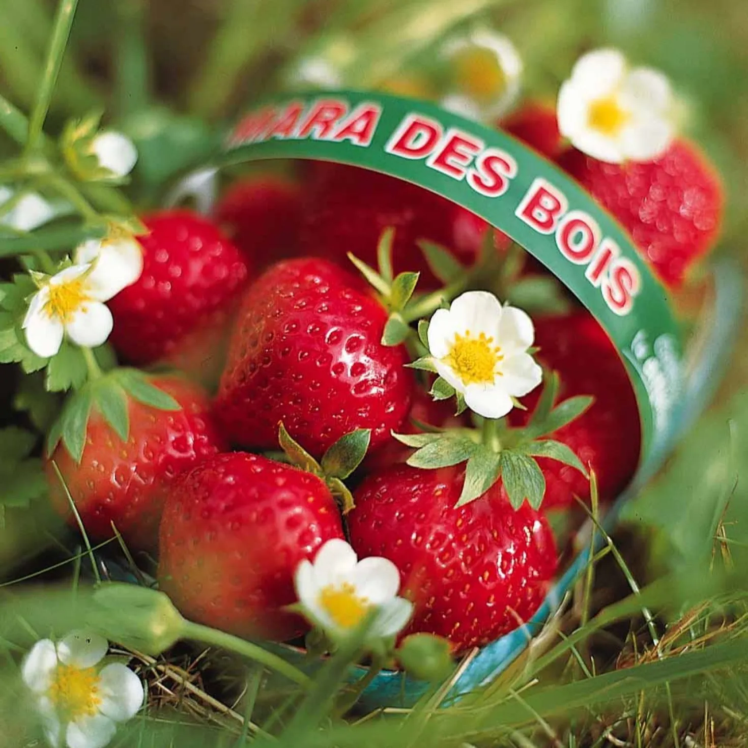 Erdbeere ‘Mara des Bois’ - Waldaroma den ganzen Sommer