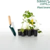 Erdbeere Mariguette ® COV Marionnet 99 - Süße Ernte den ganzen Sommer