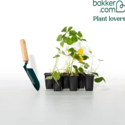 Erdbeere Mariguette ® COV Marionnet 99 - Süße Ernte den ganzen Sommer