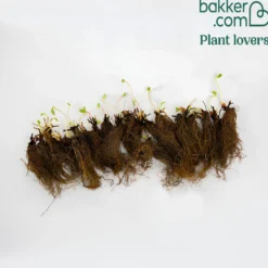 Erdbeere Mariguette ® COV Marionnet 99 - Süße Ernte den ganzen Sommer
