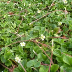 Erdbeere ‘Mount Omei’ - Die Erdbeere mit Aprikosennote