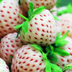 Erdbeeren-Kollektion 'Pineberry' & 'Framberry' (x4) - Weiße und rote Erdbeeren, einzigartig