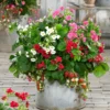 Erdbeeren ‘Summer Breeze’ Mischung (x3) - Naschen und blühen zugleich