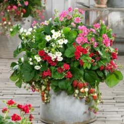 Erdbeeren ‘Summer Breeze’ Mischung (x3) - Naschen und blühen zugleich