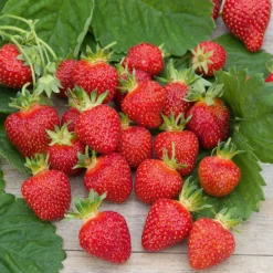 Erdbeere ‘Rubis des Jardins’ - Süße Ernte den ganzen Sommer