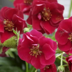 Erdbeere 'Summer Breeze Rose' (x3) - Rosa Blüten, süße Früchte