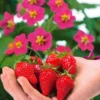Erdbeere 'Toscana' (x3) - Rosa Blüten, rote Früchte