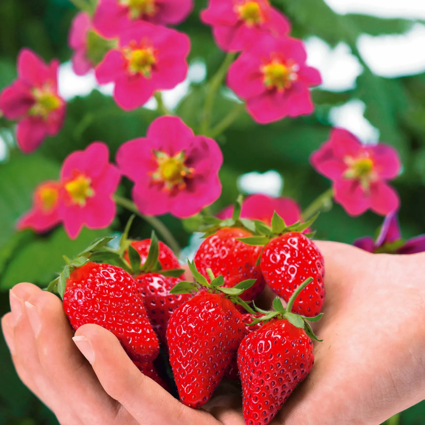 Erdbeere 'Toscana' (x3) - Rosa Blüten, rote Früchte