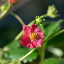 Erdbeere 'Toscana' (x3) - Rosa Blüten, rote Früchte