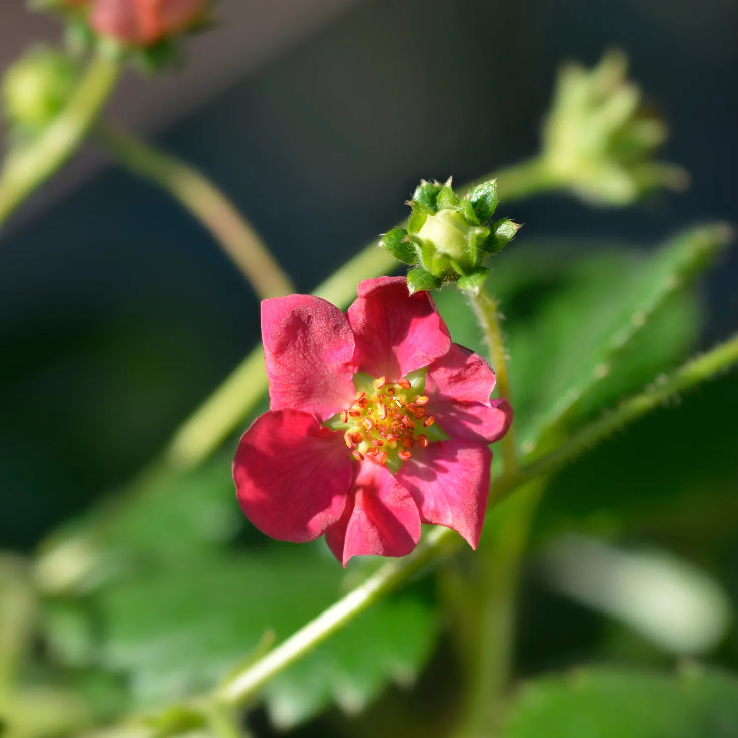 Erdbeere 'Toscana' (x3) - Rosa Blüten, rote Früchte