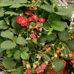 Erdbeere 'Toscana' (x3) - Rosa Blüten, rote Früchte