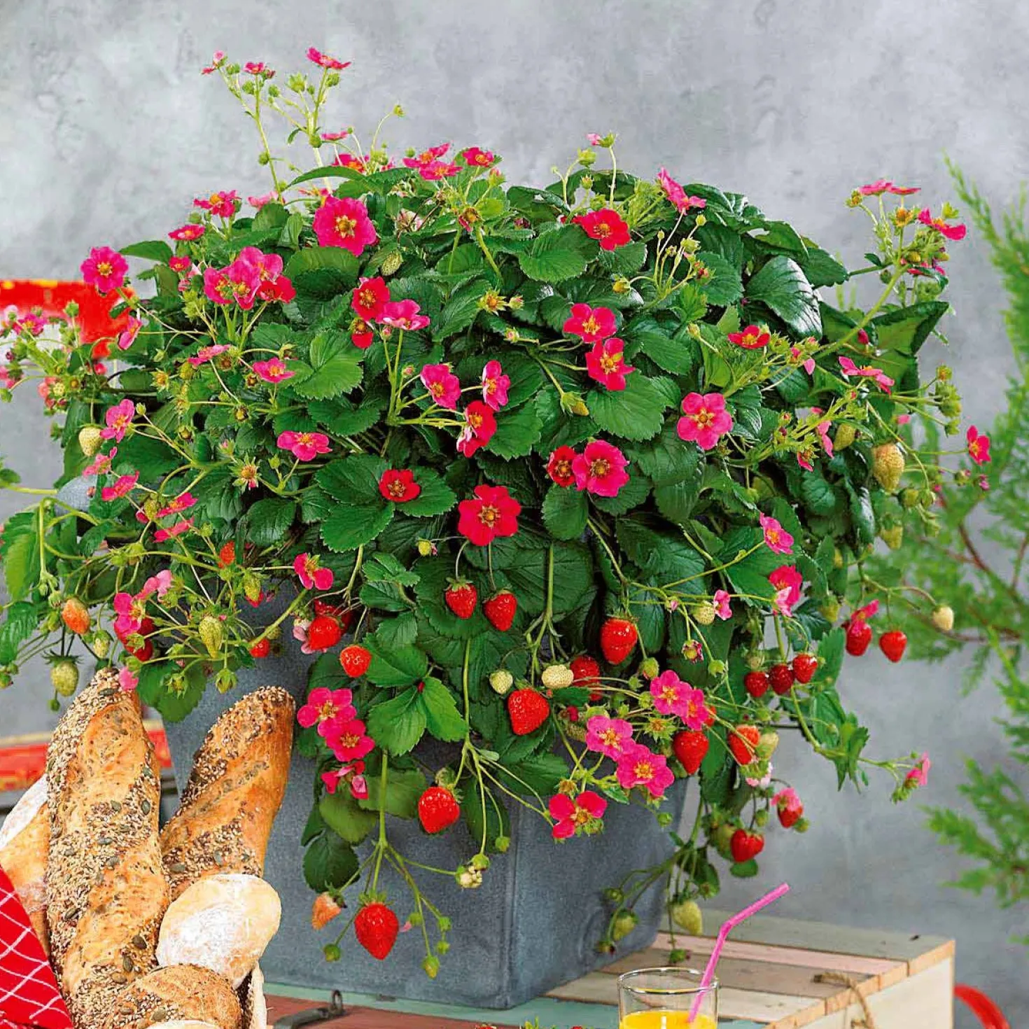 Erdbeere 'Toscana' (x3) - Rosa Blüten, rote Früchte