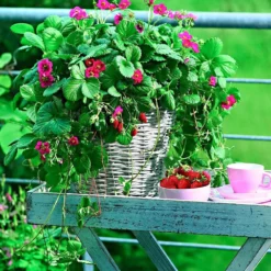 Erdbeere 'Toscana' (x3) - Rosa Blüten, rote Früchte