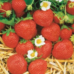 Erdbeer-Kollektion 6 Monate (x60) - Erdbeeren mit einzigartigem Geschmack