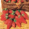 Erdbeer-Kollektion 6 Monate (x60) - Köstliche und duftende Erdbeeren