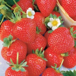Erdbeer-Kollektion 6 Monate (x60) - Köstliche und duftende Erdbeeren