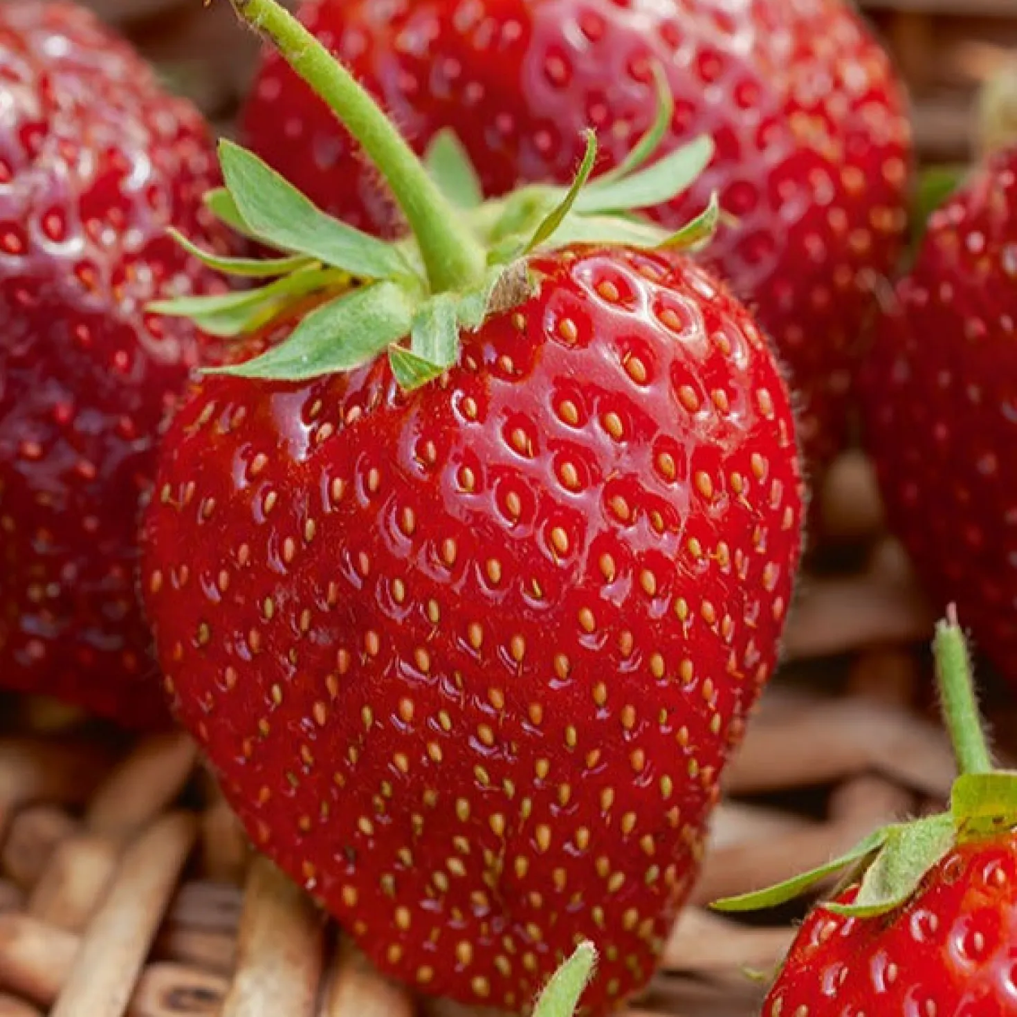 Erdbeer-Pflanze 'Cirafine' - Ganzen Sommer Erdbeeren