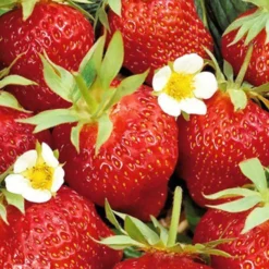 Erdbeer-Pflanze 'Ostara' - Erdbeeren bis in den Herbst