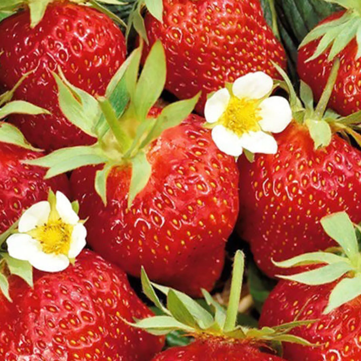 Erdbeer-Pflanze 'Ostara' - Erdbeeren bis in den Herbst