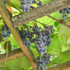 Erdbeertraube Isabella - Trauben mit Erdbeeraroma