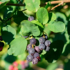 Erlenblättrige Felsenbirne ‘Northline’ - Blüten, Beeren, Herbstfarben