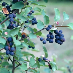 Erlenblättrige Felsenbirne Smokey - Blüten, Beeren, Farbe