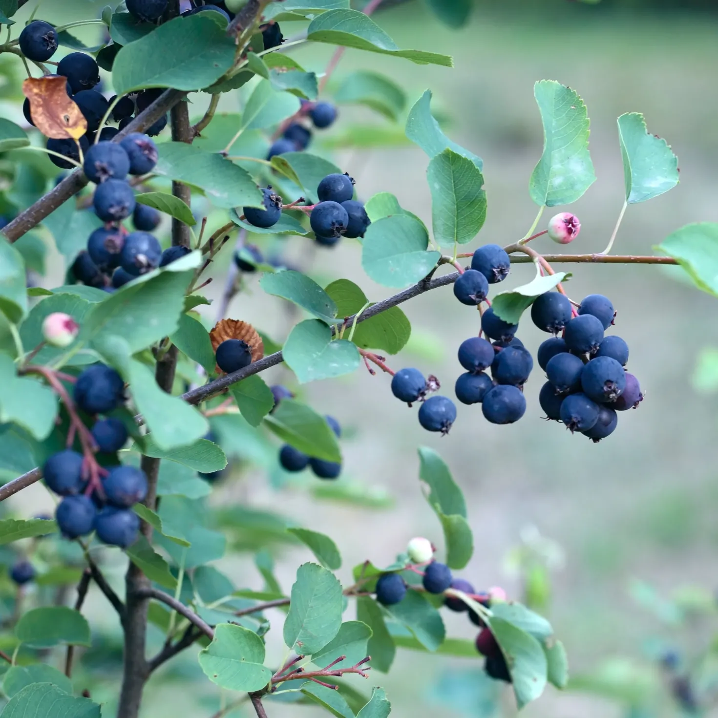 Erlenblättrige Felsenbirne Smokey - Blüten, Beeren, Farbe