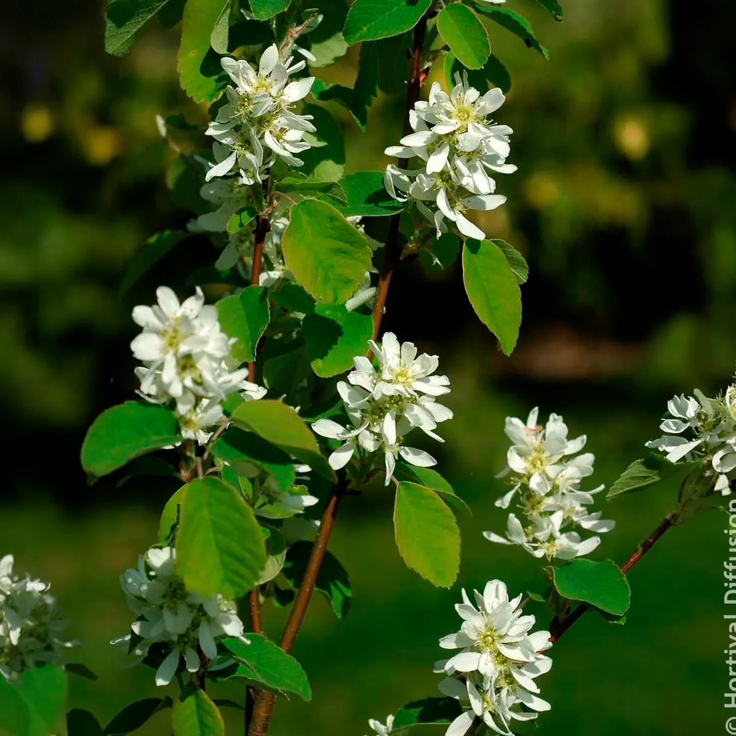 Erlenblättrige Felsenbirne Smokey - Blüten, Beeren, Farbe