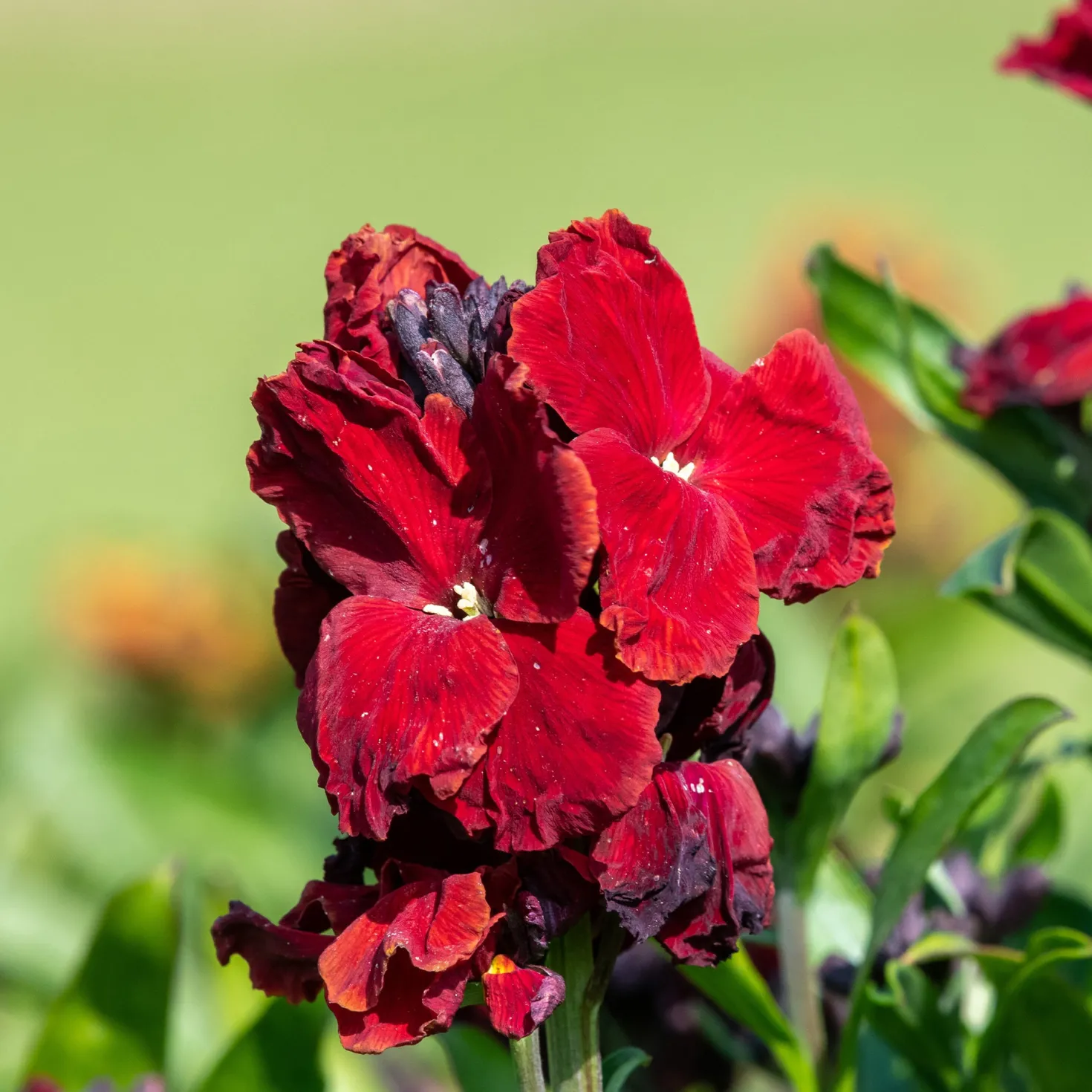 Erysimum Colour Vibe Red ® - Rotes Blütenmeer im Frühling