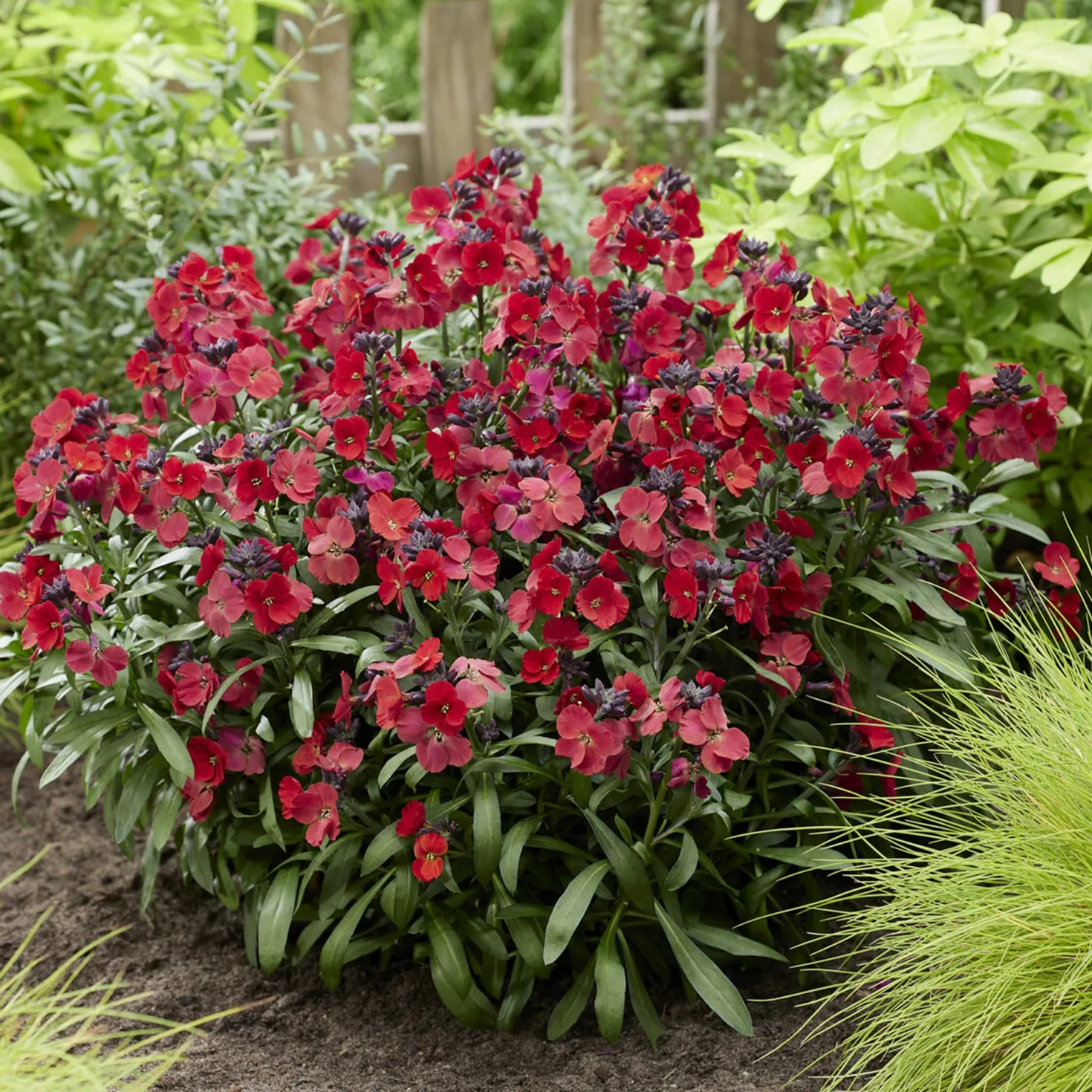 Erysimum Colour Vibe Red ® - Rotes Blütenmeer im Frühling