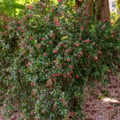 Escallonia Donard Seedling - Blühende Hecke ohne Aufwand
