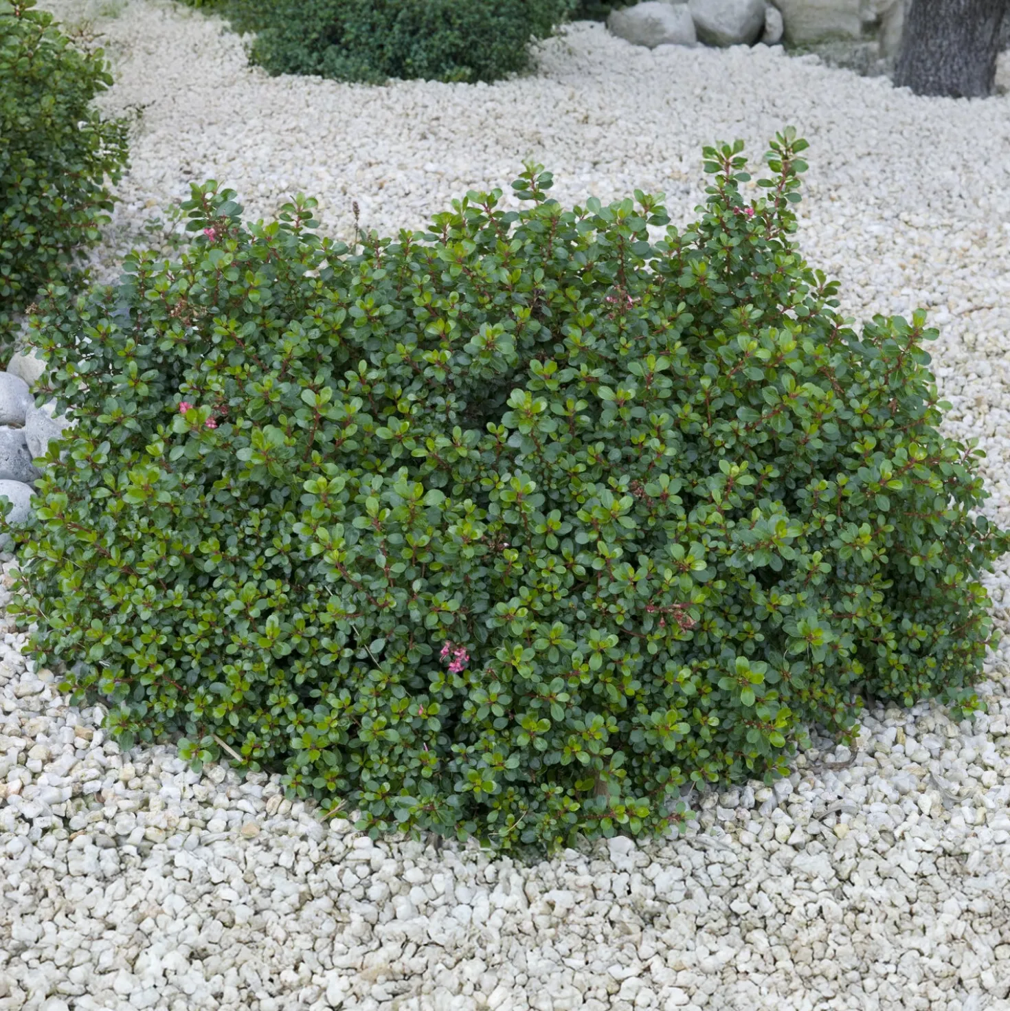 Escallonia Red Dream - Rot blüht bis in den Herbst
