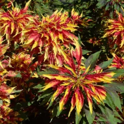 Essbare Amaranth 'Garden Select' - Bunt ernten, einfach kochen
