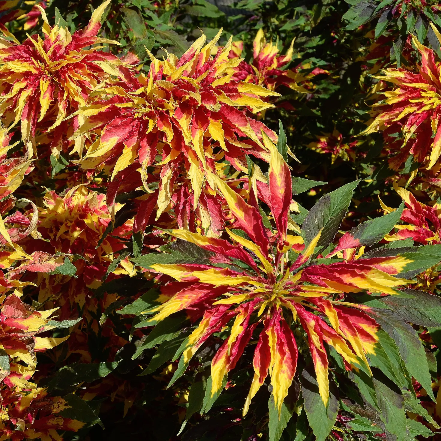 Essbare Amaranth 'Garden Select' - Bunt ernten, einfach kochen