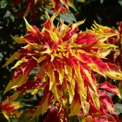 Essbare Amaranth 'Garden Select' - Bunt ernten, einfach kochen