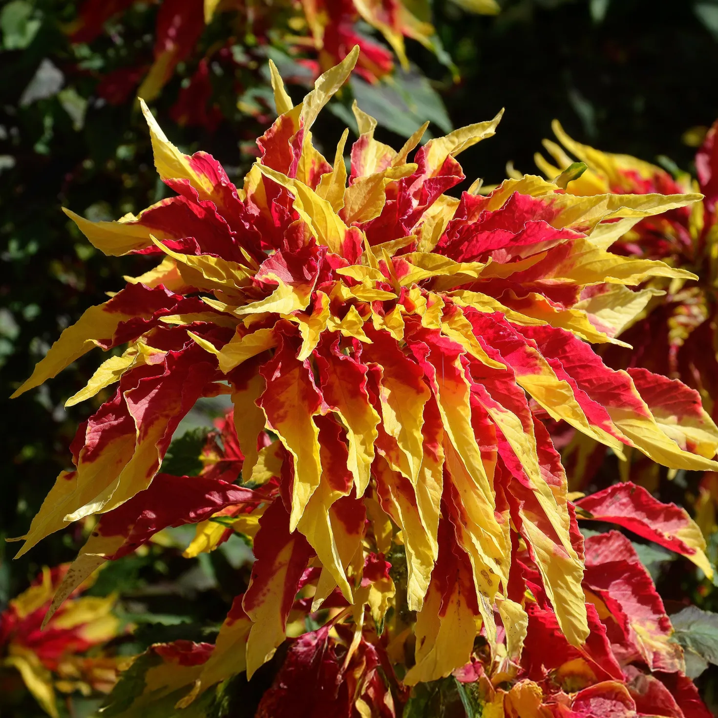Essbare Amaranth 'Garden Select' - Bunt ernten, einfach kochen