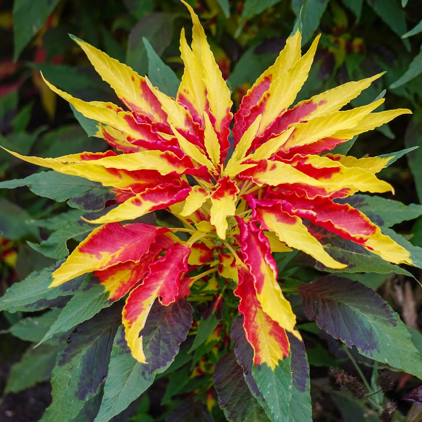 Essbare Amaranth 'Garden Select' - Bunt ernten, einfach kochen
